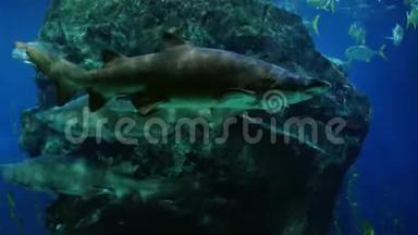 美丽的异国情调在水族馆里看到鱼和鲨鱼。 水下场景。 4k